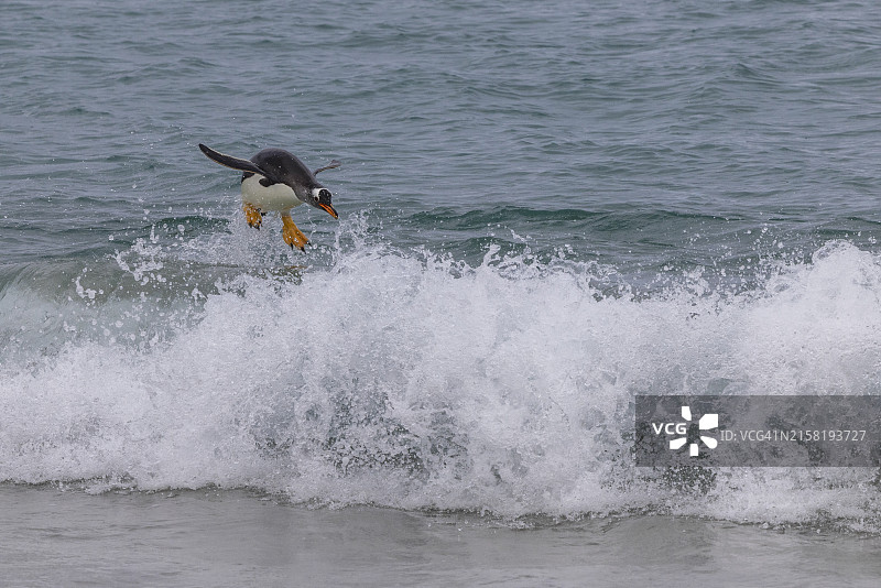 跳跃在海浪中的巴布亚企鹅图片素材