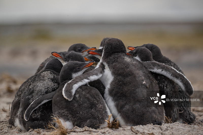挤在一起的巴布亚企鹅幼崽图片素材