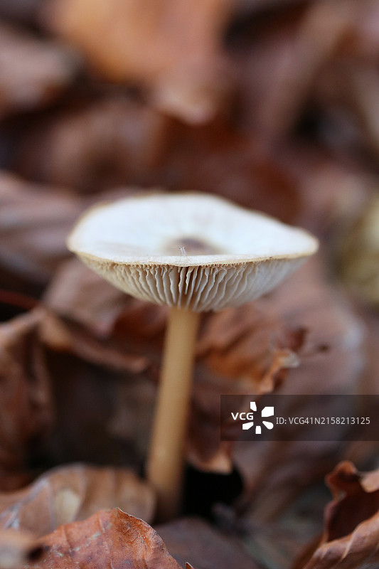 带小昆虫的蘑菇图片素材