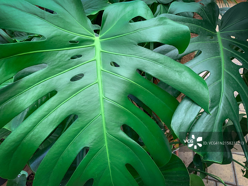 龟背竹的绿叶图片素材