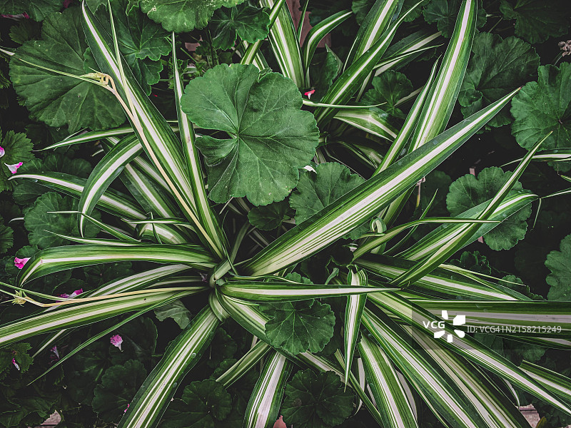 树叶全景照片图片素材