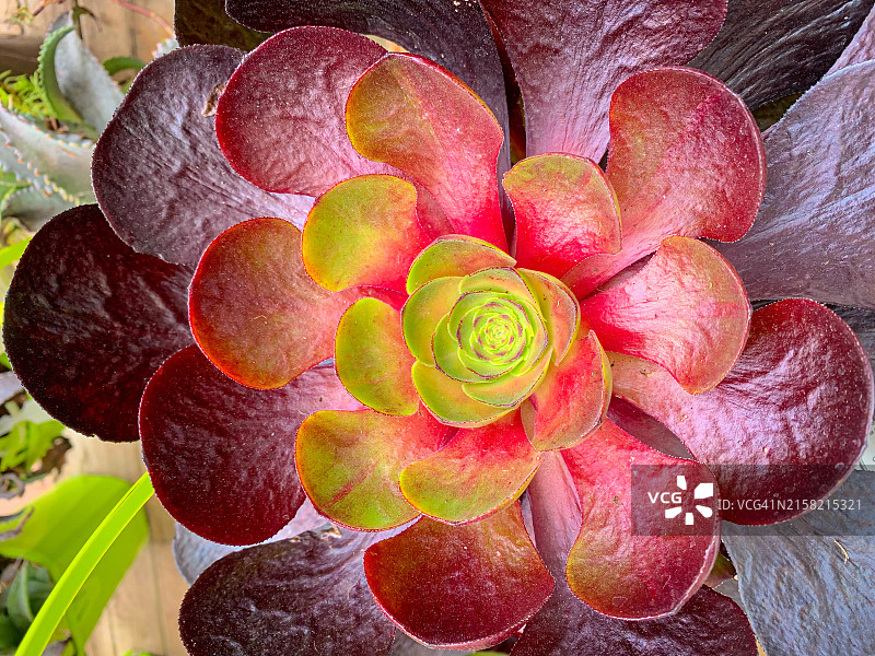 玫瑰植物特写图片素材