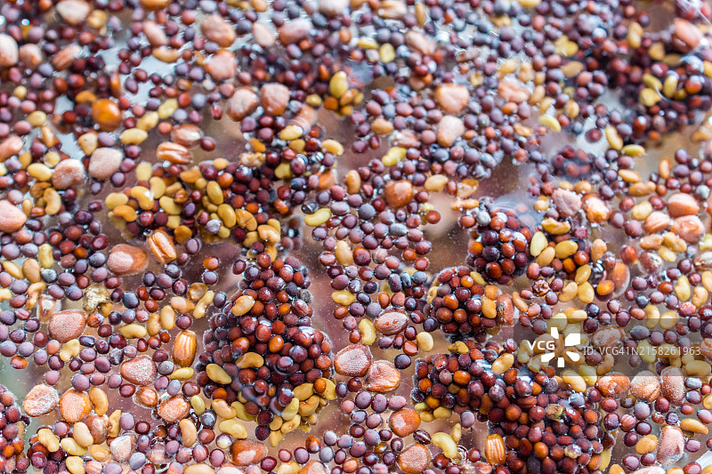 西兰花、苜蓿和胡芦巴种子浸泡在水中特写图片素材
