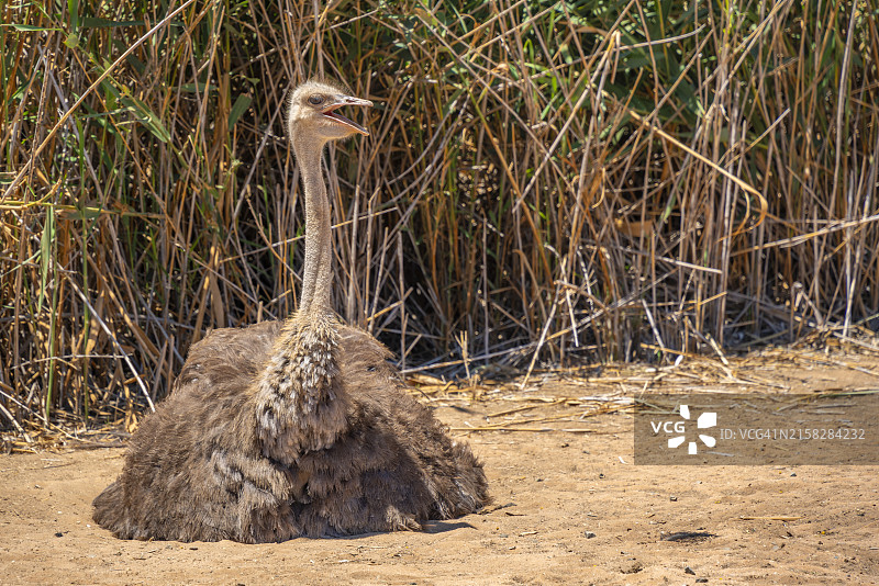 南非西开普奥茨胡恩Safari鸵鸟养殖场的鸵鸟景观图片素材