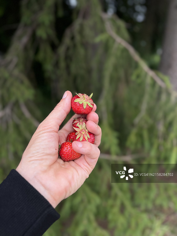 女人手拿草莓图片素材