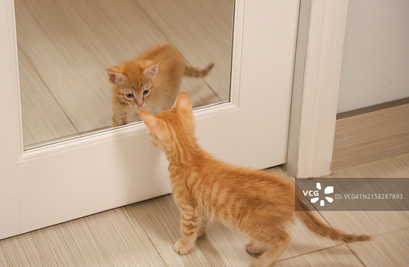 小猫在镜子里看到自己的倒影图片素材
