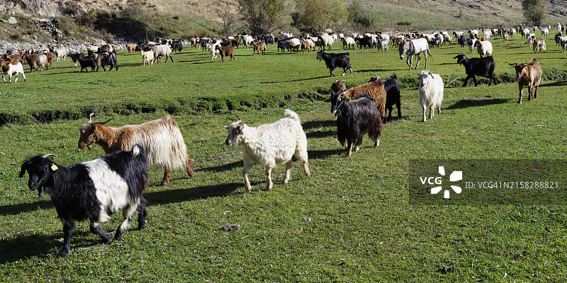 土耳其安纳托利亚的绵羊和山羊群图片素材