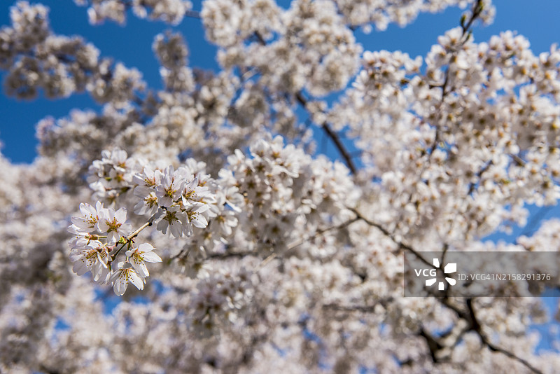 日本本州岛京都圆山公园的樱花图片素材