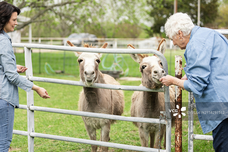 农场妇女享受喂骡子的乐趣图片素材