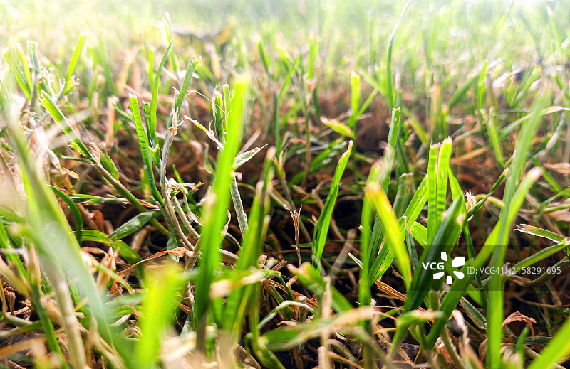绿草生长图片素材