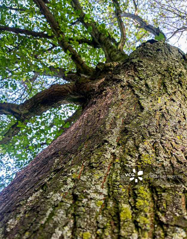 这棵树图片素材
