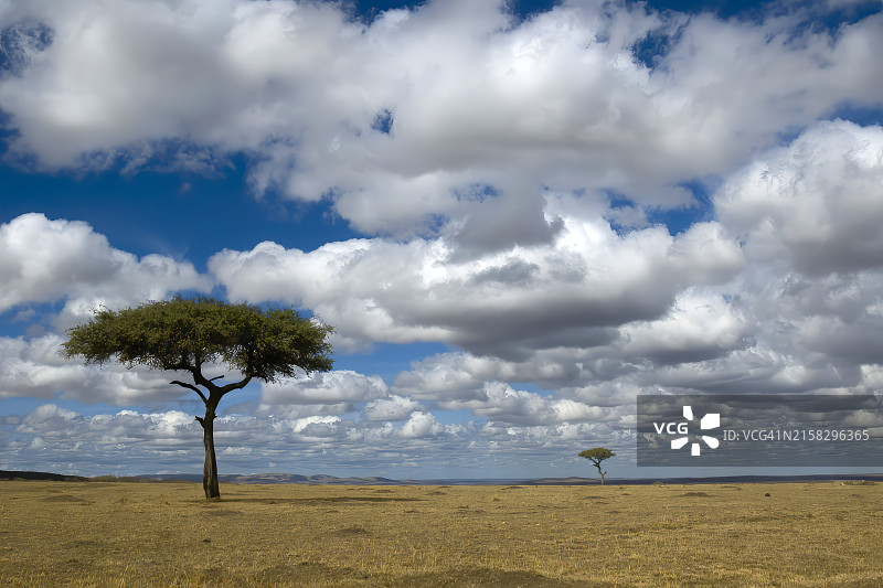 坦桑尼亚塞伦盖蒂草原风光图片素材