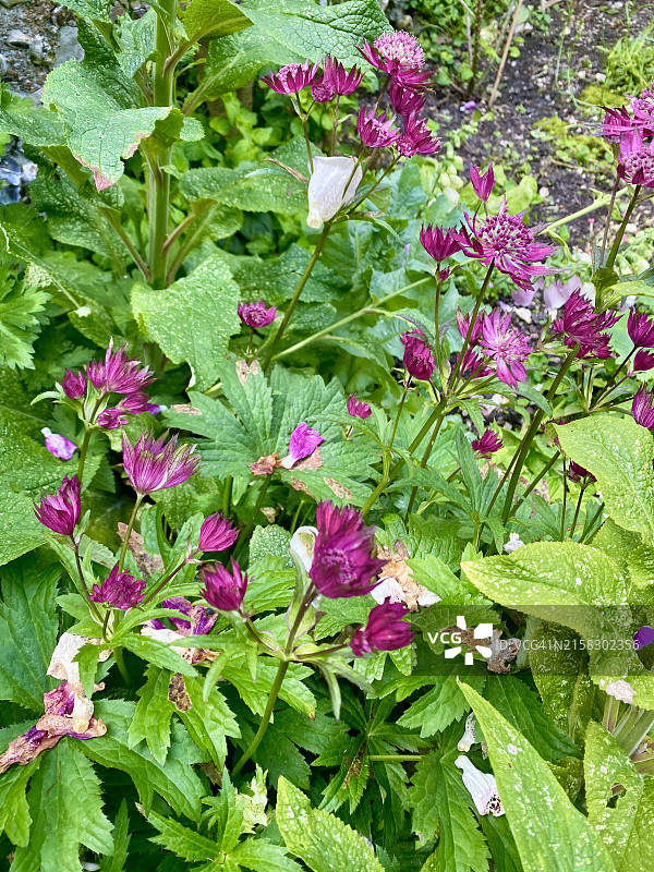 美丽的粉紫色星状花。英国乡村花园中翠绿的落新妇花图片素材