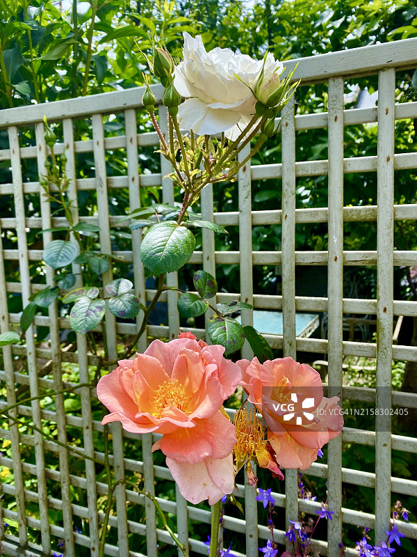 阳光下攀爬在木架上的粉红色、橙色和白色玫瑰图片素材