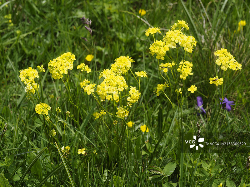 creeping黄花水芹图片素材