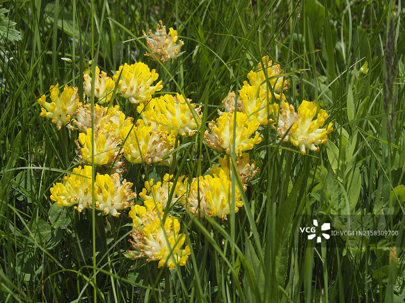 普通肾形草图片素材