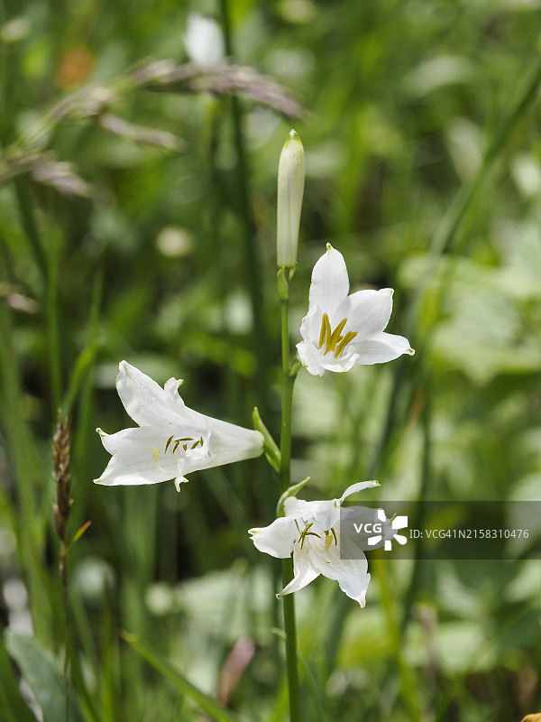 布鲁诺百合（天堂百合）白花，在D图片素材