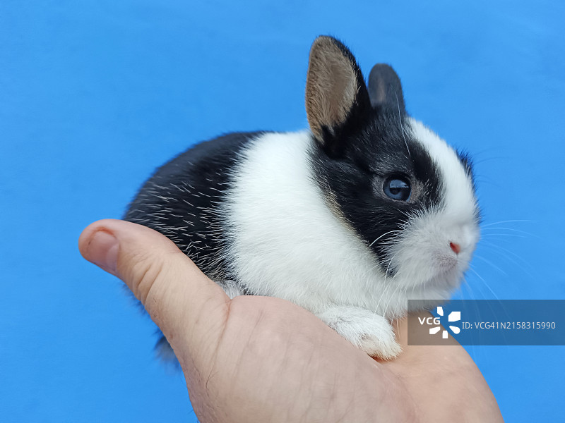蓝色背景上人手中的小兔子图片素材