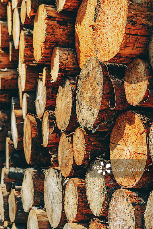 德国哈茨国家公园森林里的一堆木头。图片素材