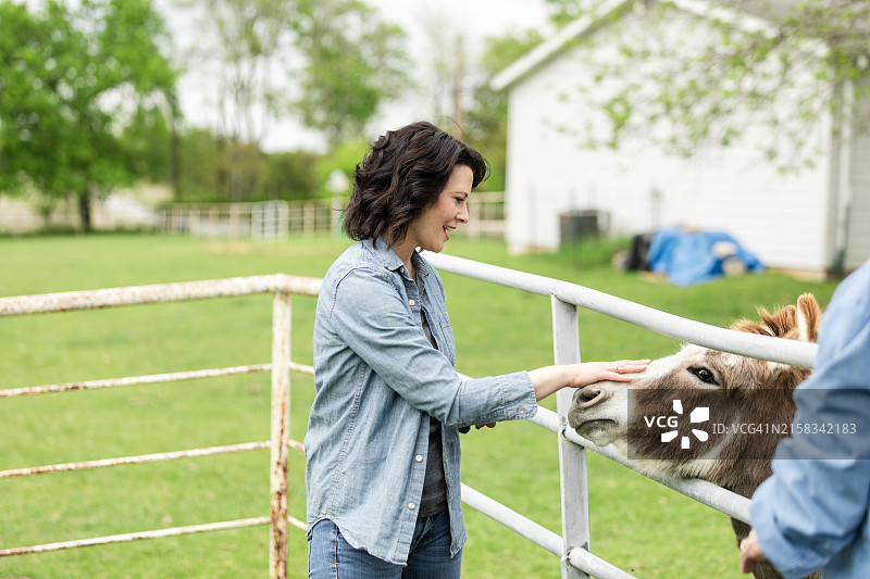 中年妇女抚摸骡子图片素材