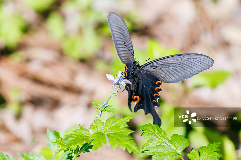 在花丛中飞舞的美丽玉带凤蝶。日本东京八王子市 - 2024年5月图片素材