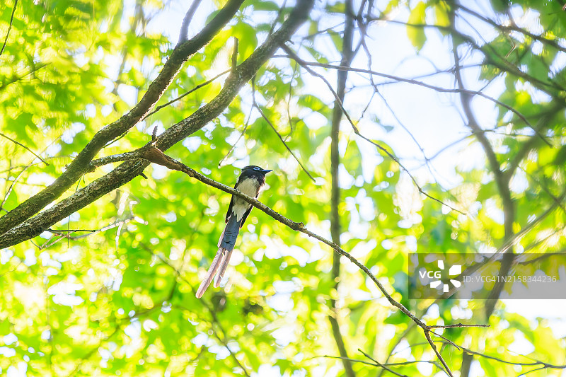 日本八王子市：绿意森林中鸣叫的长尾天堂鸟图片素材