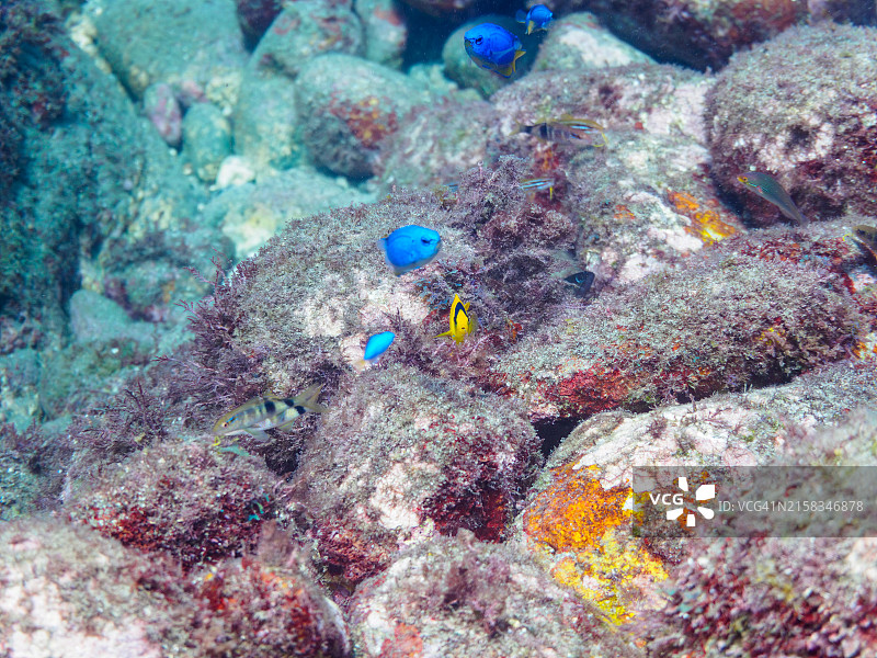 双色刺尻鱼及其他鱼类，日本静冈县伊豆半岛图片素材