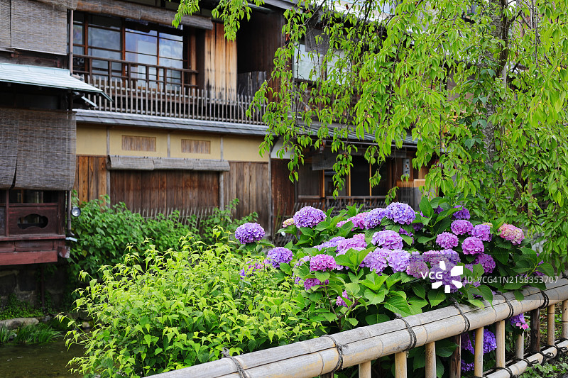夏季的日本京都祇园白川图片素材