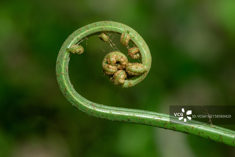 蕨类植物叶子与嫩芽的微距拍摄图片素材