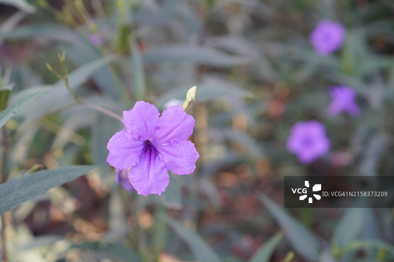 水仙花、水仙花、米尼根、铁根、小白根、爆豆荚、Cracker plant、traino、Toi ting ACANTHACEAE、Britton 's Wild、墨西哥风铃花、矮牵牛紫罗兰花，在自然背景下在花园里盛开图片素材