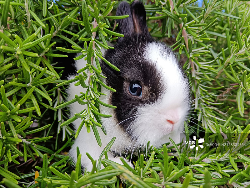 躲在灌木丛中的兔子图片素材