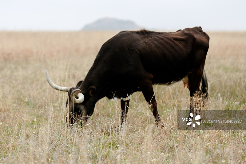 威奇托山野生动物保护区长角牛图片素材
