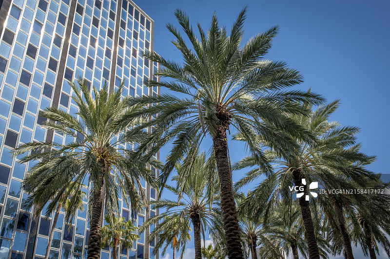 城市棕榈树图片素材