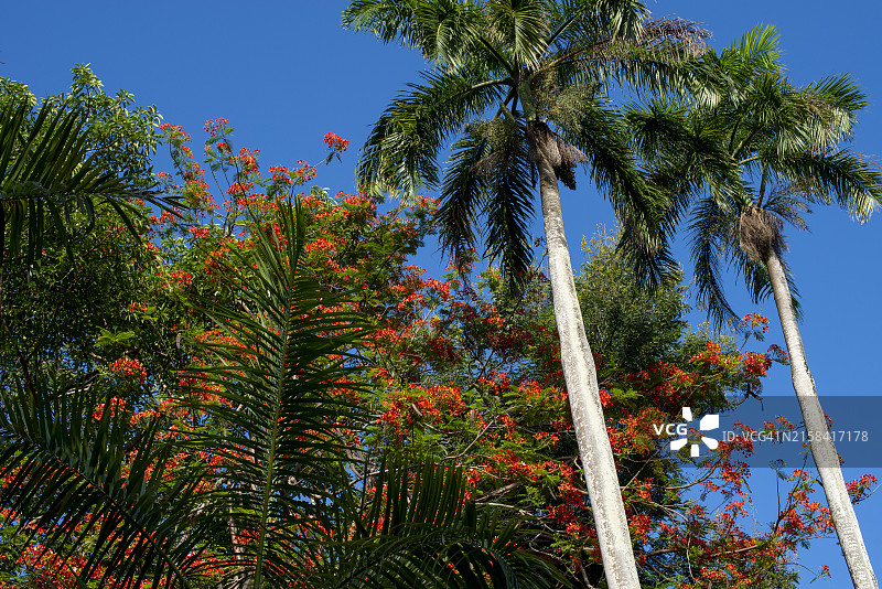 凤凰木和棕榈树图片素材