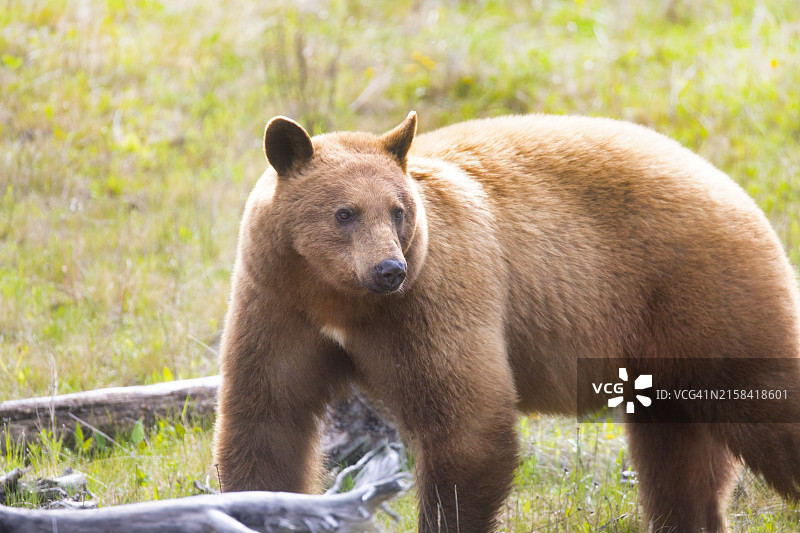 班夫国家公园草地上的灰熊图片素材