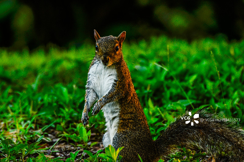 灰色美洲红松鼠在田野上的特写，美国佛罗里达州萨拉索塔图片素材