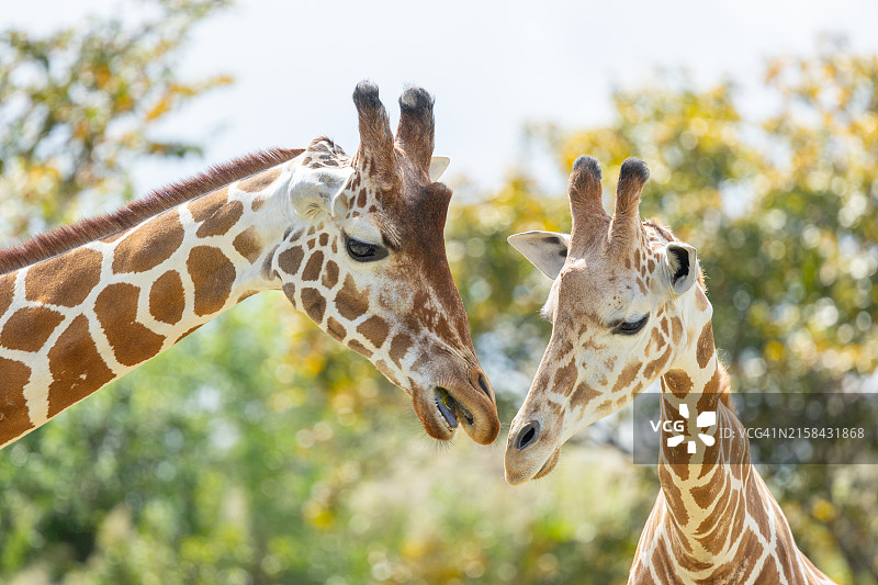 长颈鹿特写，迈阿密，佛罗里达州，美国图片素材