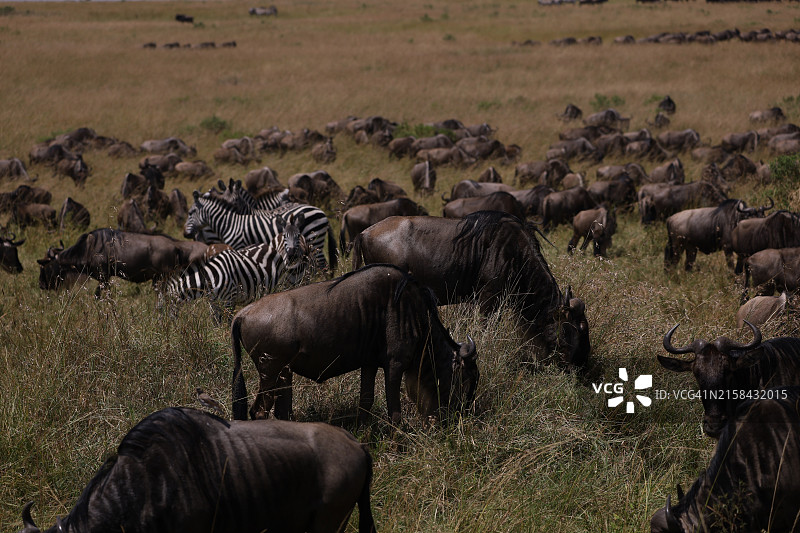 肯尼亚纳罗克，一群斑马图片素材
