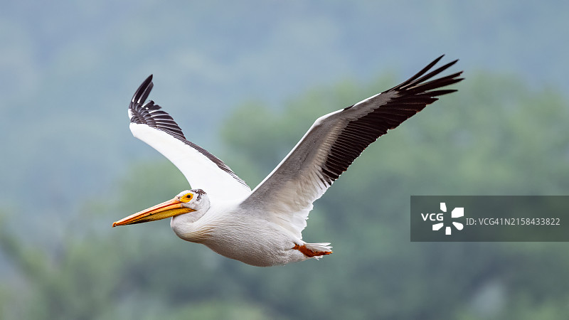 飞翔的鹈鹕特写，美国爱荷华州迪比克图片素材