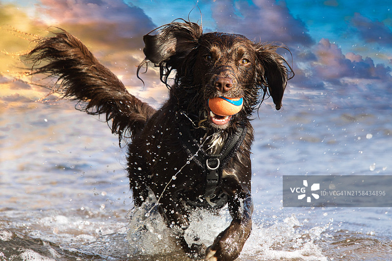 小狗在湖中奔跑的特写图片素材