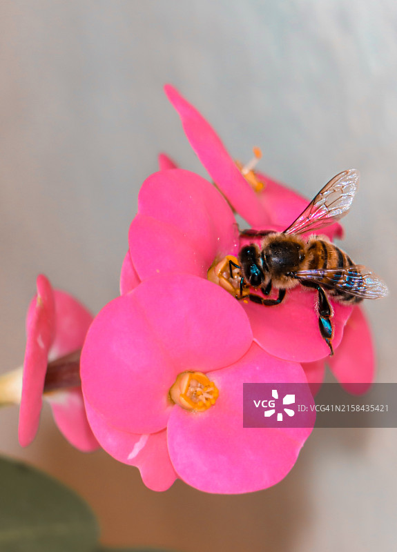 蜜蜂在粉红色花朵上的特写图片素材