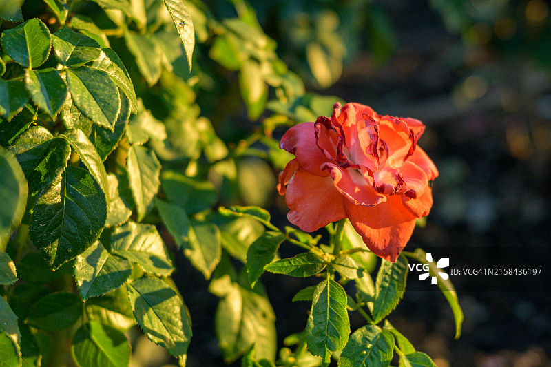 红色开花植物特写，美国亚利桑那州梅萨图片素材