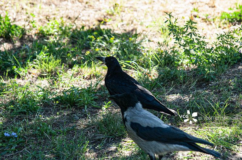 美国密歇根州本顿港的田野乌鸦图片素材