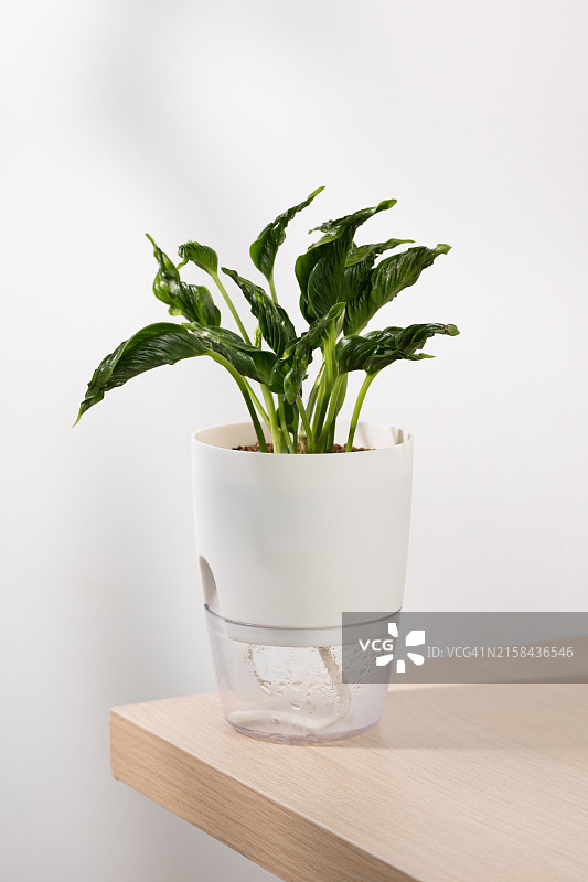 桌上盆栽植物特写图片素材