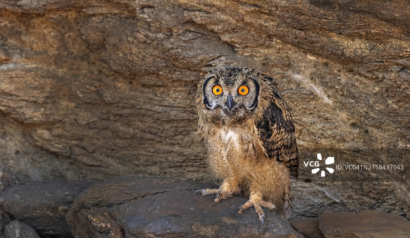 栖息在岩石上的猫头鹰肖像，印度图片素材