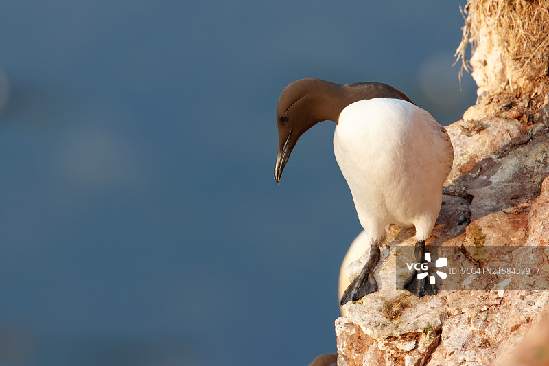 海鸦栖息在岩石上的特写图片素材