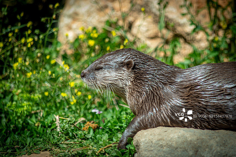 岩石上海豹的特写图片素材