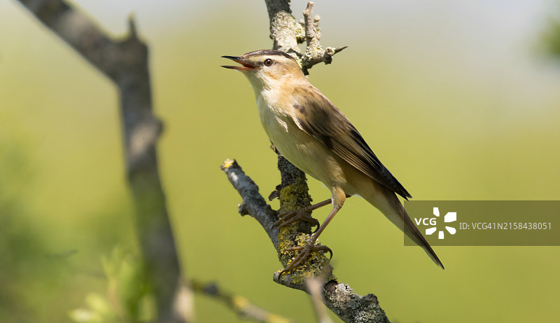 鸣禽栖息在树枝上的特写图片素材
