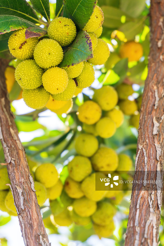 树上生长的水果特写图片素材