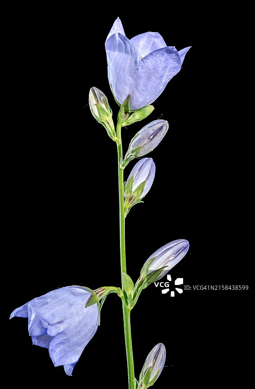 黑色背景下的花朵特写，敖德萨，敖德萨州，乌克兰图片素材